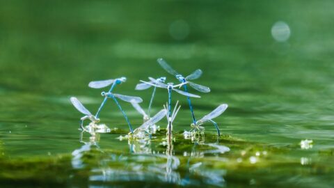 Swarm Agents: The Future of AI